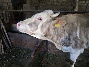 Коровы, быки: Продаю | Бык (самец) | На откорм, На забой, Для разведения — 2