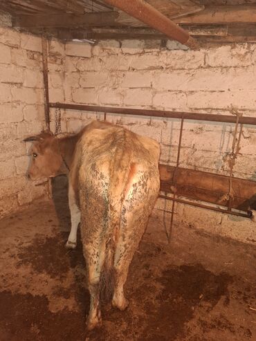 Inəklər, öküzlər: Qisir ineylerdi cut 3100 ze deyirem kok ineylerdi — 12