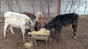 Коровы, быки: Продаю | Тёлка | Для молока | Осеменитель — 8