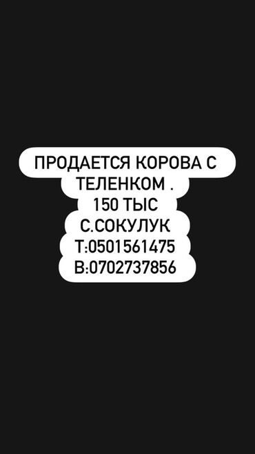 мала сатылат: Продается корова с теленком. Цена составляет 150 тысяч. Самовывоз из