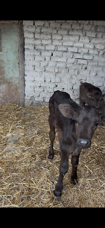Dana, buzov: Satışda: dana balaları - Növ: yerli cins ətlik/südlük istiqamətə — 21