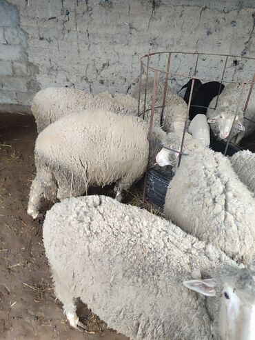 стрижка овец сокулук: Продаю | Овца (самка), Ягненок | Меринос | Для разведения, Для шерсти | Матка, Ярка, Ягнившаяся
