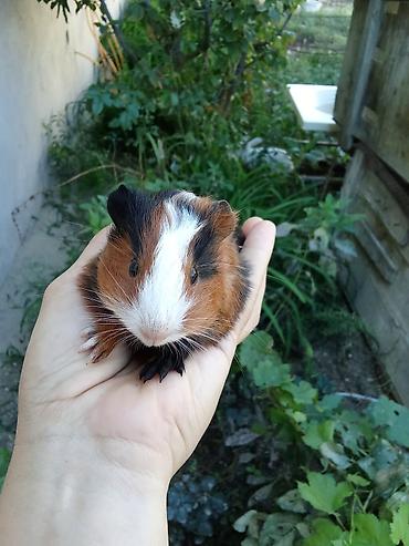 hamster near me: Her biri 20man real alici yazsin unvan kurdaxani — 1