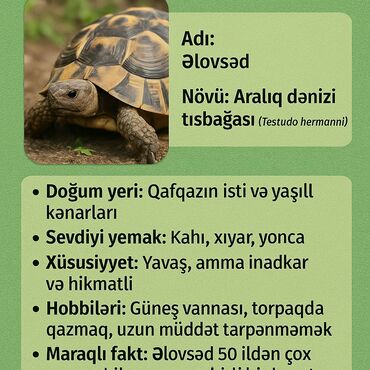 Heyvanlar üçün mallar: Aralıq dənizi tısbağası (Testudo hermanni) növünə aid, "Əlovsəd" adlı