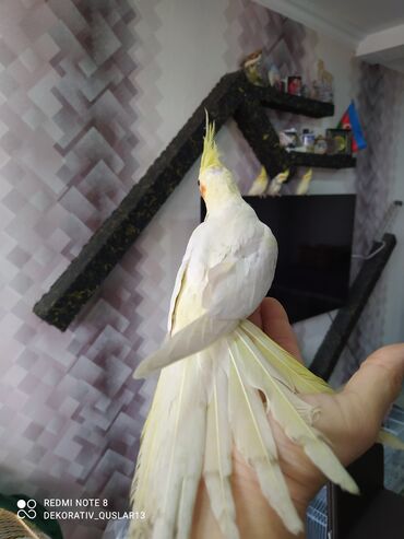 Tutuquşları: SALAM ENDİRİMLƏRƏ DAVAM. 💥🔥.HAZIR DANIŞAN QUŞLAR SATILIR!!!!!! Yaş — 18