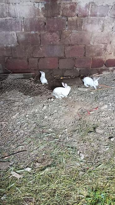 xasgi balası: Qiymetler ferqlidi ayina gore deyisir. Ev dovşanları – müxtəlif rəng — 4