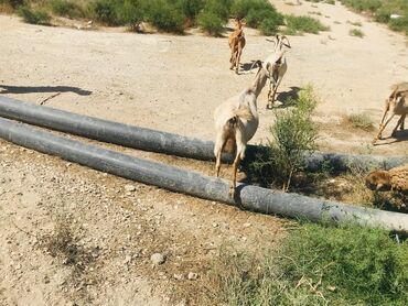 Digər kənd təsərrüfatı heyvanları: Cəmisi 16 sani keçisidir onlardan 6 tısı erkek 10 dişi hal hazırda — 15