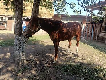 А/ч жаныбарларын сатам: Сатам | Жылкы (эркек) — 4