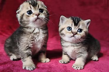 Продажа кошек: Скотиш Фолд (Шотландская вислоухая), 2 месяца, Девочка at lalafo.kg — 16 Продажа кошек: Скотиш Фолд (Шотландская вислоухая), 2 месяца, Девочка — 16