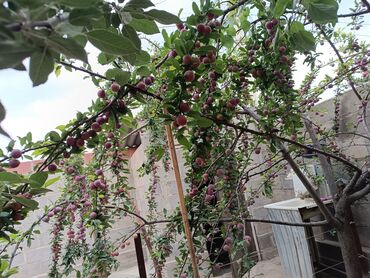 Продажа домов: Дом, 4 м², 4 комнаты, Собственник at lalafo.kg — 7 Продажа домов: Дом, 4 м², 4 комнаты, Собственник — 7