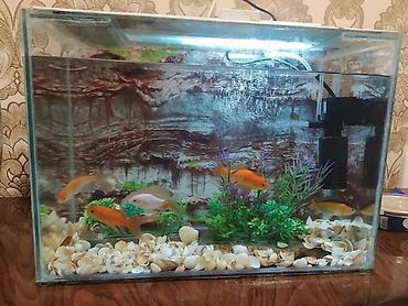 akvarium qiymetleri: Qızıl balıq, Sülhsevər — 6
