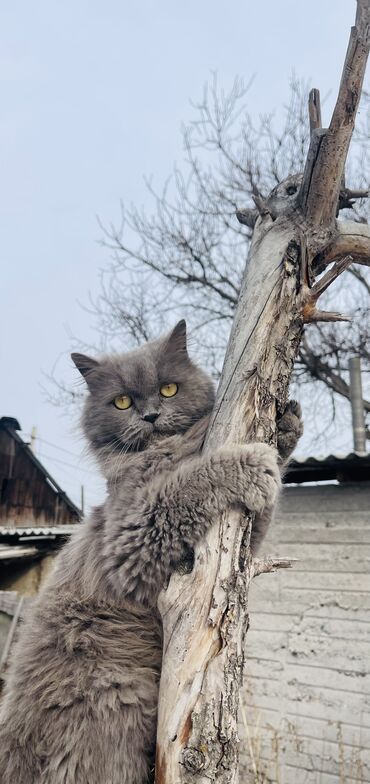 кошка турецкая ангора: Скотиш Страйт (Шотландская прямоухая), 2 года, Девочка, Голубой, С прививками, Проглистована