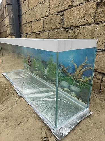 akvarium işığı: Şüşə akvarium – geniş ölçülü, dekorativ fonlu Uzunluq - 110 Eni - 28.5 — 2