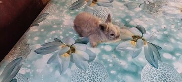 Dovşanlar: 🟠 Ev dovşanı balalarına super endirim kampaniyası. müvəqqəti olaraq 50 — 12