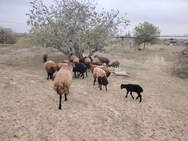 Qoyunlar, qoçlar: Qala cinsi qoyunlar razılaşma yolu ilə — 4