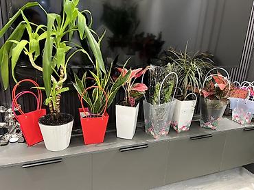 Другие комнатные растения: Бесплатная доставка по городу Пересаженные готовые Комнатные — 1