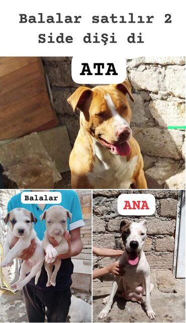 qara pitbull: Pitbul, 1 ay, Dişi, Ödənişli çatdırılma