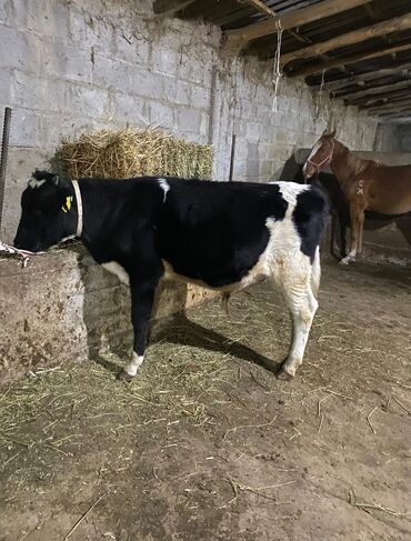 животные карова: Продаю | Музоо, торпок | Голштин | На откорм, Для разведения | Искусственник