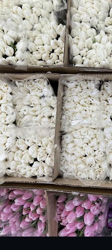 Букеты из живых цветов: Тюльпаны с собственной теплицы - Срезанные свежие тюльпаны прямого at lalafo.kg — 9 Букеты из живых цветов: Тюльпаны с собственной теплицы - Срезанные свежие тюльпаны прямого — 9