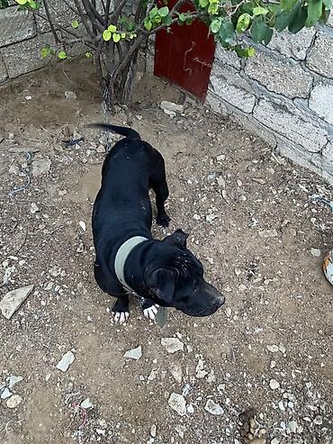 Pitbul, 11 ay, Dişi, Peyvəndli