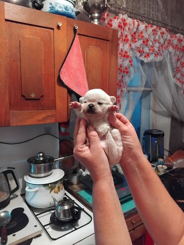 Продажа собак: Щенок декоративной породы, кремово-белый окрас, миниатюрный формат — 2