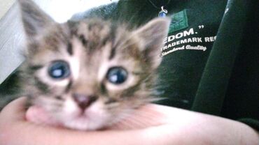 шатланский кот: Котёнок 💞 мальчик умёт есть пить и ходить в лотку,1 месяц.Отдам доброе