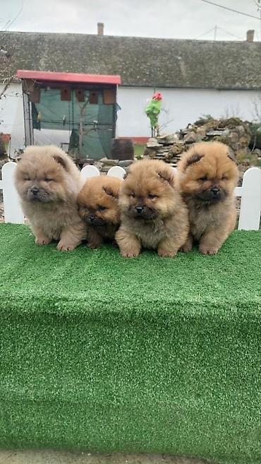 Psi: Chow chow-cau cau! stenad najlepsi poklon deci otac m- lav chsrb 3x — 6