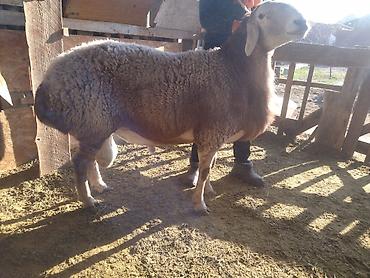 Баран, овца: Продаю | Баран (самец) | Арашан | Для разведения | Племенные, Матка — 7