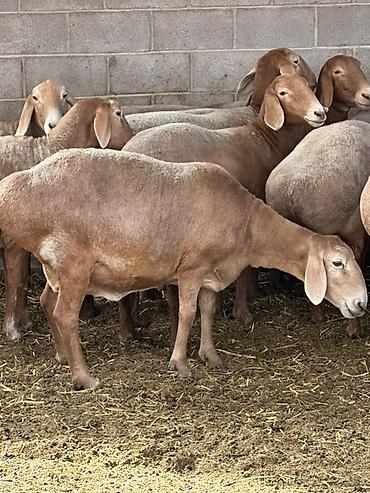 Продаю | Овца (самка) | Для разведения | Племенные at lalafo.kg Продаю | Овца (самка) | Для разведения | Племенные