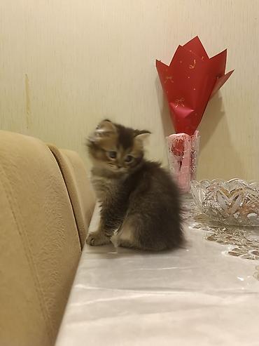 Pişiklər: Britan — 6