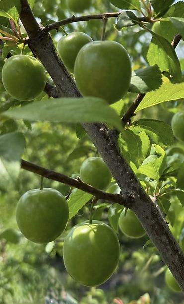 torpağ sahesi: 330 sot, Kənd təsərrüfatı, Kupça (Çıxarış) — 5