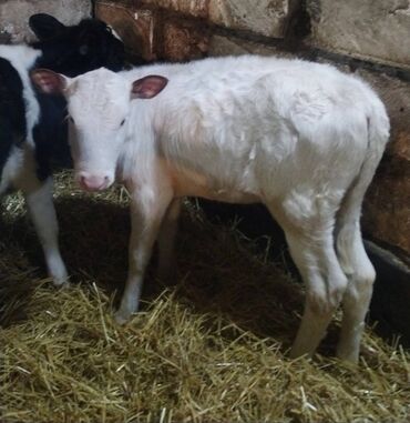 Dana, buzov: Sağlam Erkek ve Dişi Buzovlar — 9