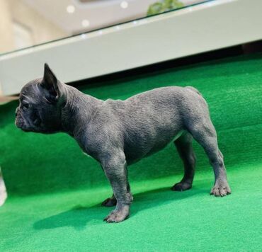 Psi: Zensko stene francuskog buldoga egzotične plave boje bez tigrine na lalafo.rs — 4 Psi: Zensko stene francuskog buldoga egzotične plave boje bez tigrine — 4