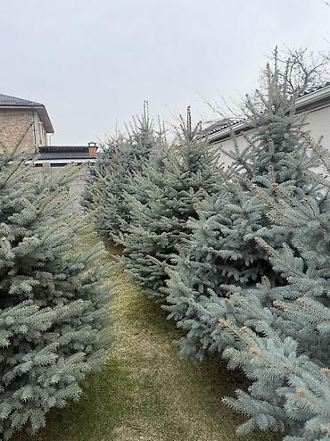 Ель: Продаю Ели голубые от 2-4 метров, колоновидные туи 4 метровые: густые — 39