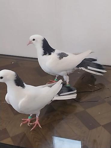 qus nömreleri: Bir balalardi den yeyen balalardi biri 18 biri 20 Tuklerdi.Hundur — 3