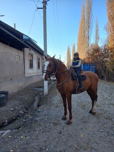Лошади, кони: Продаю | Жеребец | Дончак | Для разведения — 5