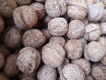 семена грецкого ореха: Грецкий орех в скорлупе - Цельные орехи с прочной, естественной
