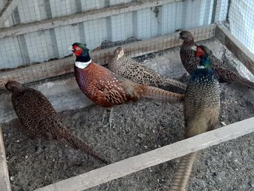 трафареты для рисования животных: Продам фазанов