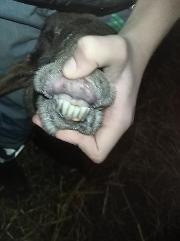 Qoyunlar, qoçlar: Sağlamdı 2ci qarına qoça gəlib. Ünvan Novxanı — 11