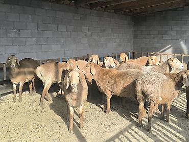 Баран, овца: Продаю | Ягненок | Арашан | Для разведения | Ярка at lalafo.kg — 11 Баран, овца: Продаю | Ягненок | Арашан | Для разведения | Ярка — 11