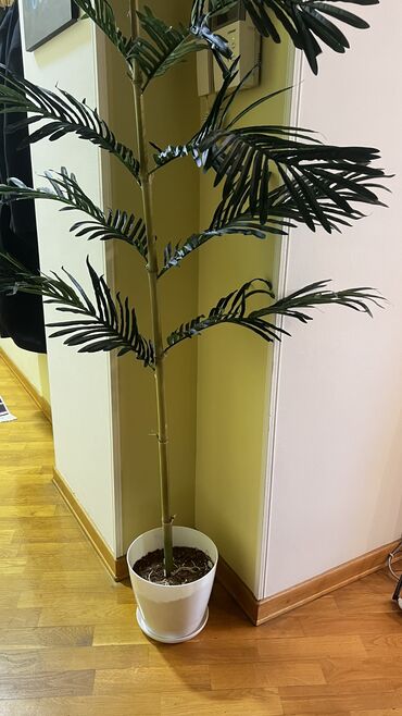 Ağaclar: Depodan bir basa satis 70azn baslayan dekarativ suni agaclar topdan — 23