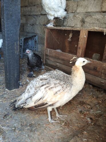 Tovuz quşları: Salam aleykum. Satışda bir cüt ağ tovuzquşu var. 6 ayliqdirlar. cütü — 20