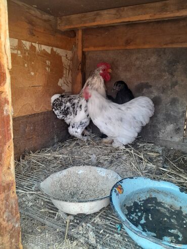 продажа производственной базы: Продаю карликовых кур кохинхин ЦЕНА ЗА КАЖДОГО 1000 ТЫСЯЧА СОМ ТОРГ