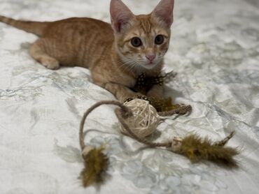 донской сфинкс кошка: Экзотическая, 3 месяца, Мальчик, Рыжий, Приучена к лотку, Проглистована