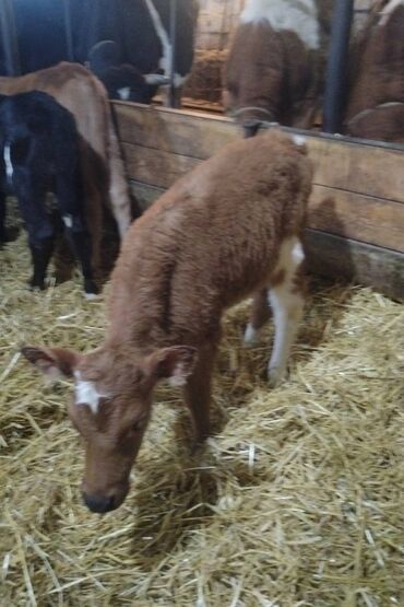 Dana, buzov: Sağlam Erkek ve Dişi Buzovlar — 13