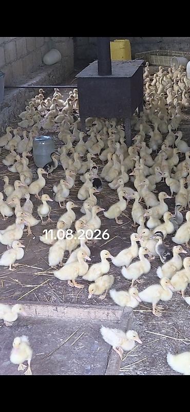 pekin ördeği: 10 gunlik temiz pekin kuban ordekleri 
qiymet 2manat 20 qepik — 3