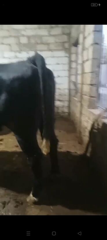 Inəklər, öküzlər: Erkək, il: 3, 900 kq, Ətlik — 5