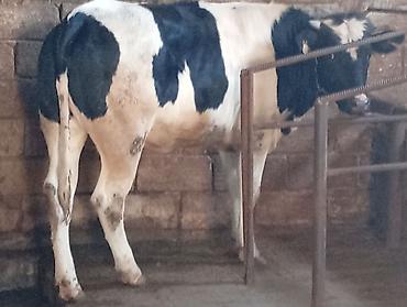 Atlar: Dana Real alıcılar Zeng Etsin — 1