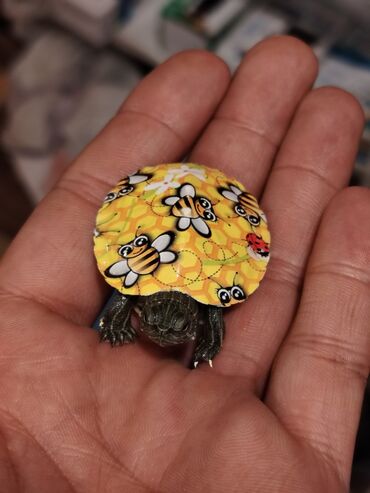 Digər heyvanlar: Qırmızı yanaq su tısbağalar. Şəkillərdə müxtəlif naxışlı, dekorativ — 2