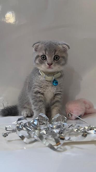 Pişiklər: Şotland yastı qulaq, Dişi, Erkək, Yaxşı əllərə, Ödənişli çatdırılma, Rayonlara çatdırılma, Pulsuz çatdırılma — 3